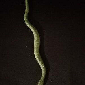 LJN WWF Damien Jake The Snake Accessory WWE Wrestling Figure